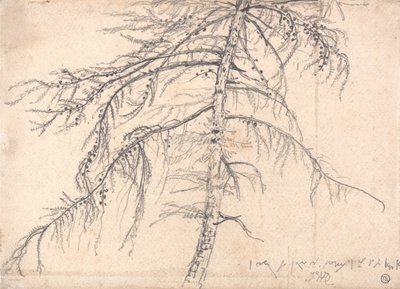 Lärkträd av James Ward