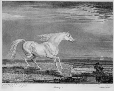 "Marengo", Napoleon I:s favoritladdare, ca 1815 av James Ward