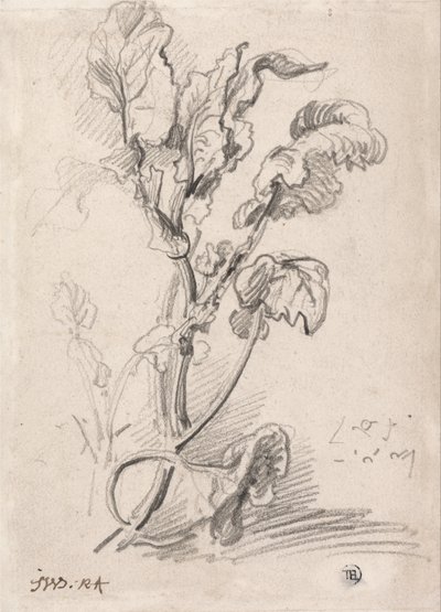 Studie av växter av James Ward