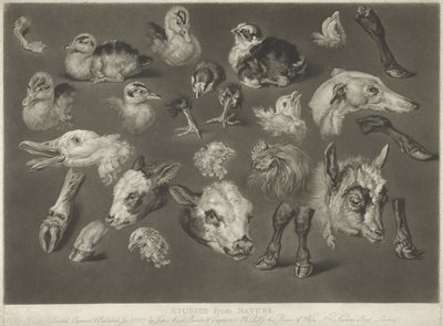 Studier från naturen, 1807 av James Ward