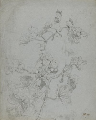 Studie av en klätterväxt (Pumpkin Family) (penna förhöjd med vitt på blått papper) av James Ward