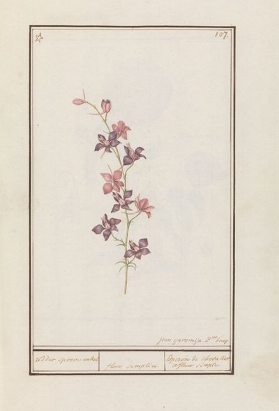 Larkspur (Consolida) riddarsporre ankel. / blomma enkel. / Esperon de chevalier afluer enkel. (titel på objekt) av Jan Anton Garemyn