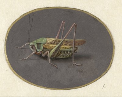 gräshoppa Djur (serietitel) av Jan Augustin van der Goes
