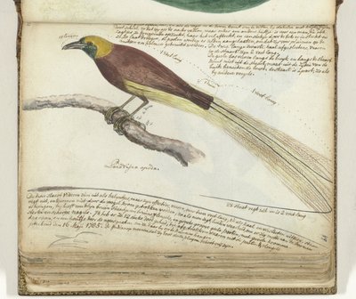 Paradisets fågel av Jan Brandes