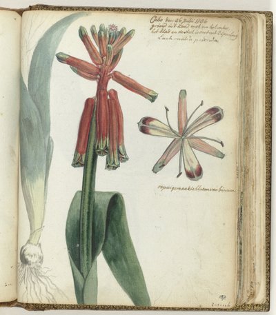 Cape blomma av Jan Brandes