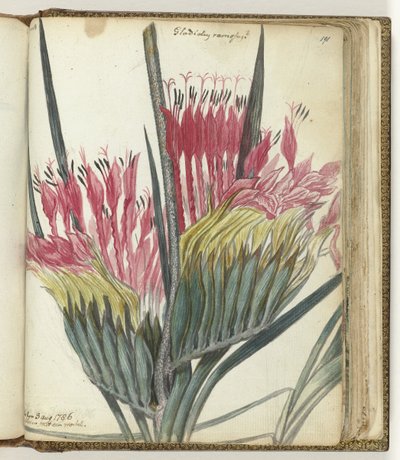 Cape blomma av Jan Brandes