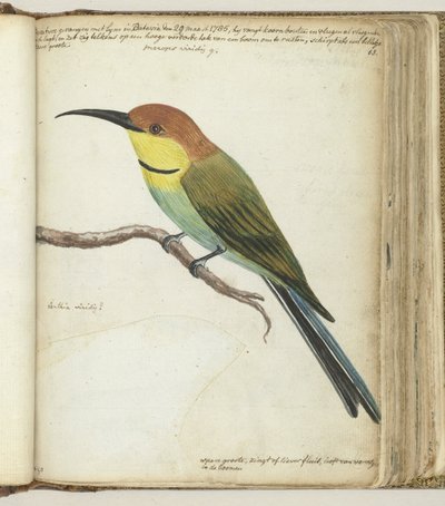 Liten fågel på gren av Jan Brandes