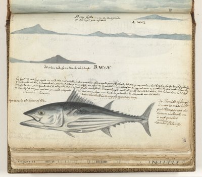 Kustprofiler av Kanarieöarna. Fisk. av Jan Brandes