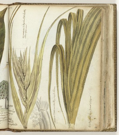 Poedak, ostindisk blomma av Jan Brandes