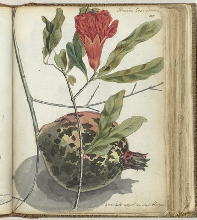 Granatäpple av Jan Brandes