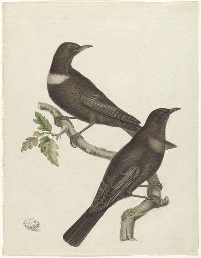 Två ringtrastar (Purdus torquatus) med ett ägg av Jan Christiaan Sepp (possibly)