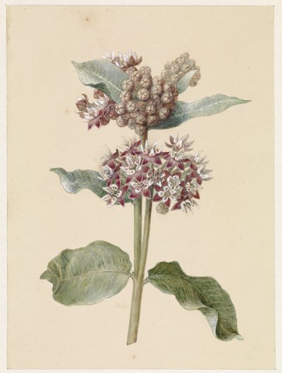 Blommande Asclepias-arter av Jan Jacob Goteling Vinnis