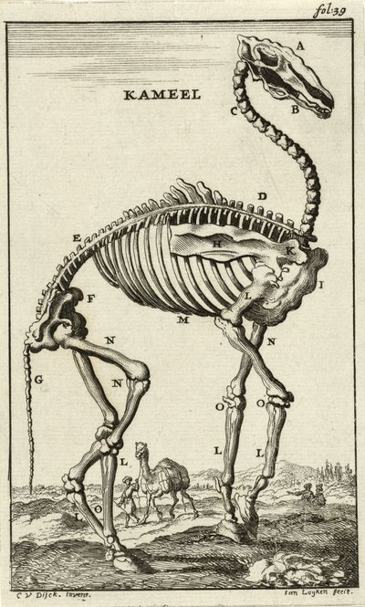 Skelett av en kamel, ca. 1680-talet av Jan Luyken