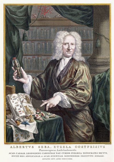 Porträtt av Albertus Seba, från "Den mest exakta beskrivningen av naturskatterna", 1734-1765 av Jan Maurits Quinckhardt