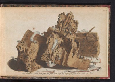 Delar av pålarbeten angripna av skeppsmask, 1731 Tre stycken ekträ från Paalwerk aan de Zee-Dyken, ritade efter livet som det genomborrades av Wurmen (titel på objektet) av Jan Ruyter