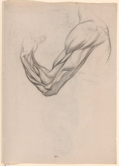 Anatomisk studie av musklerna i en höger arm av Jan Veth