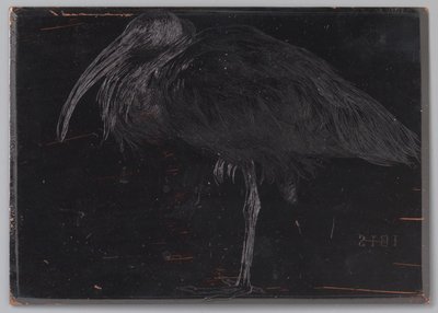 Ibis (originaltitel på objekt) av Jan Veth