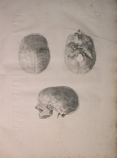 Albinus II, Pl. III, Kranialben, illustration från 