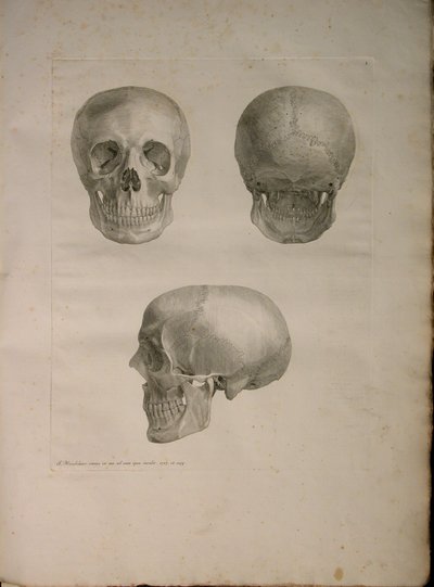 Albinus II, Pl. I, illustration från 