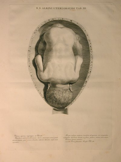 Albinus, Uterus, Pl. III, illustration från 