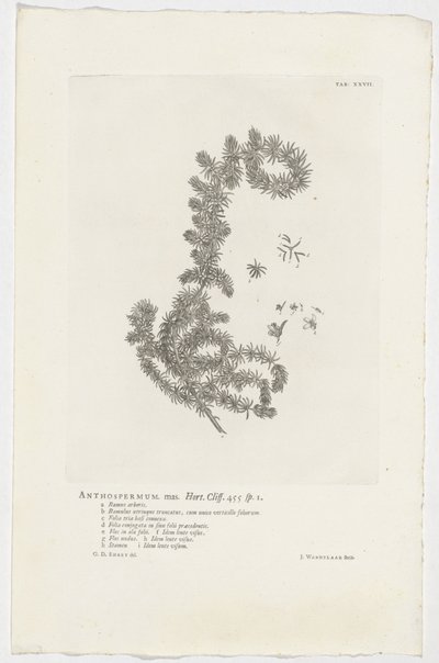 Anthospermum aethiopicum Anthospermum hane. Trädgård. Klippa. 455 sp. 1 (titel på objekt) av Jan Wandelaar