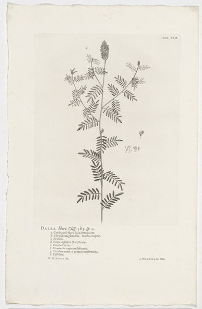 Dalea alopecuroides Dalea. Hort. Klippa. 363. sp. 1 (titel på objekt) av Jan Wandelaar