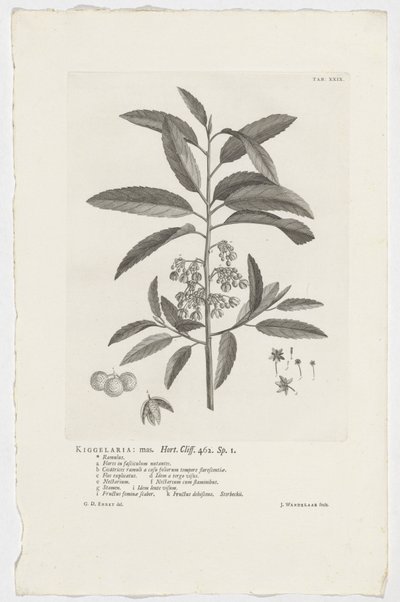Kiggelaria africana Kiggelaria: mas. Hort. Klippa. 462. sp. 1 (titel på objekt) av Jan Wandelaar