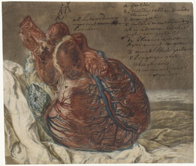 Avtryck av hjärnan och hjärtat Anatomisk studie av ett mänskligt hjärta av Jan l