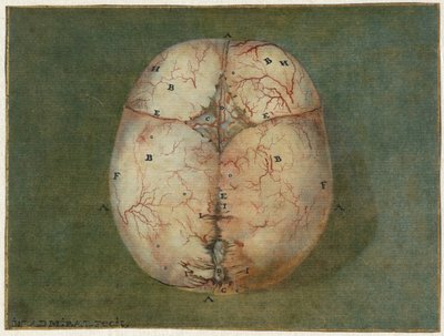 Avtryck av hjärnan och hjärtat Anatomisk studie av skallen på en omogen baby av Jan l