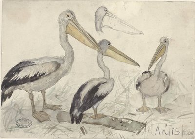 Pelikaner i Artis Zoo av Jan van Essen
