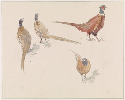 Fyra fasaner av Jan van Essen