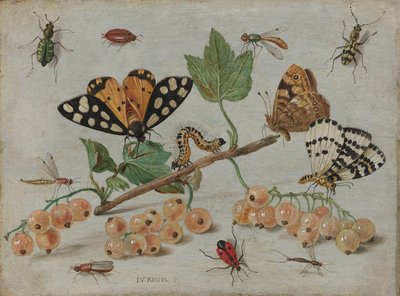 Insekter och frukt Kvist av vita vinbär med insekter av Jan van Kessel (I)