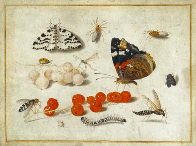 Fjäril, larv, mal, insekter och vinbär, ca 1650-65 (gouache och bläck på veläng) av Jan van Kessel the Elder
