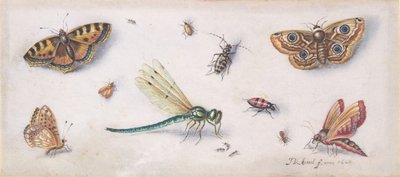 Insekter, fjärilar och en trollslända, 1600-talet. av Jan van Kessel
