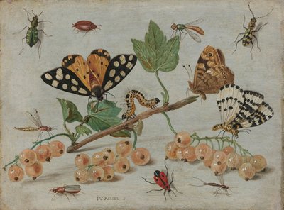 Insekter och frukt, ca 1660-5 (olja på koppar) av Jan van Kessel the Elder