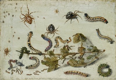 Olika spindlar och larver, med en kvist krusbär, tidigt 1650-tal av Jan van Kessel