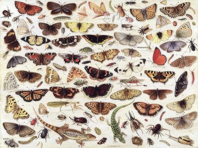 Studier av fjärilar och andra insekter. 1657 av Jan van Kessel the Elder