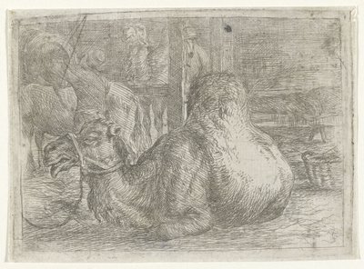 Liggande kamel av Jan van Ossenbeeck