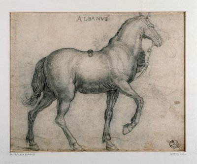 Studie för en häst Teckning av Giovanni Stradano (Jan van der Straet) (1523-1605) Florens, Institutionen för tryck och teckningar, Uffizi (Kontor) av Jan van der Straet