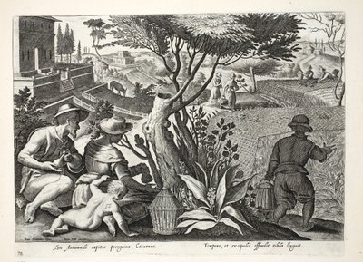 Jaktvaktel, illustration från 
