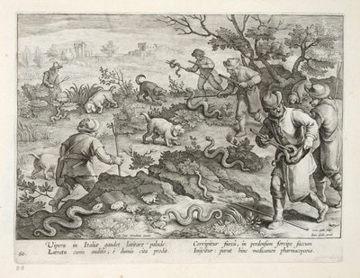Italienska huggormar som äter paddor, tallrik 60, illustration från 