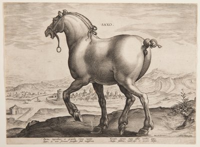 A Saxon Horse, från den första uppsättningen av "Equile Joannis Austriaci" av Jan van der Straet, called Stradanus