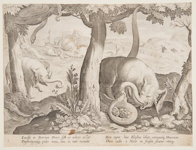 Fight between Elephants and Snakes, tallrik 2 från Hunting of Wild Animals, Birds and Fish-serien av Jan van der Straet, called Stradanus