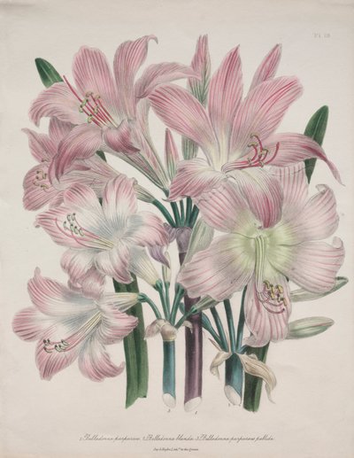 Belladonna Lily: Amaryllis belladonna av Jane Loudon