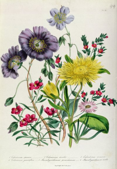 Calandrinia, skylt 18 från 