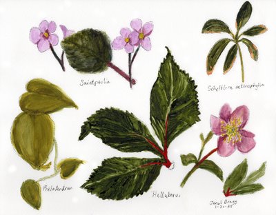 Botanisk illustration med gröna och rosa färger, ca 2025 (blandteknik) av Janel Bragg