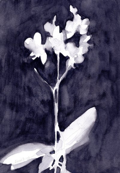 Orchid Impression in Dark Blue Gray, ca 2019 (akvarell på papper) av Janel Bragg