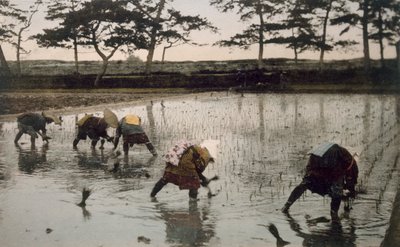 Fem bönder som planterar om ris i ett risfält, 1890-talet. av Japanese Photographer