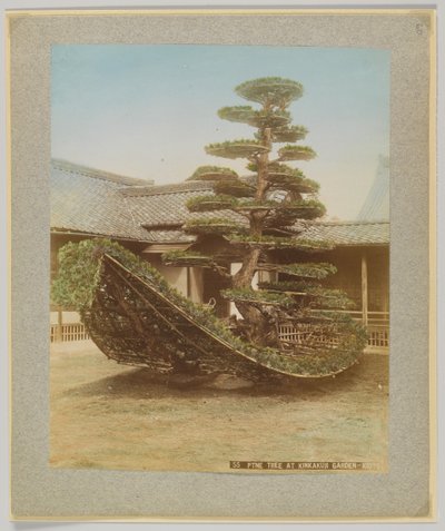 Pine Tree på Kinkakuji Garden, Kyoto, Japan (handfärgat svartvitt foto) av Japanese Photographer