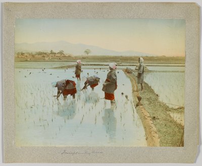Transplanterar ris, Japan (handfärgat svartvitt foto) av Japanese Photographer